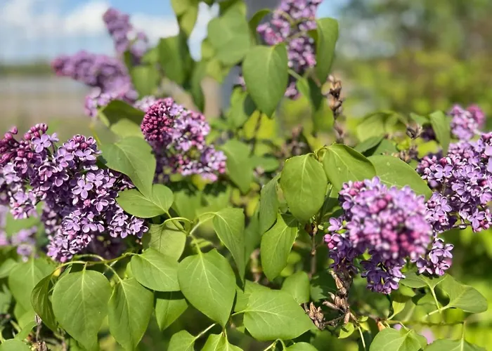 Parlinskie Wody I アパート