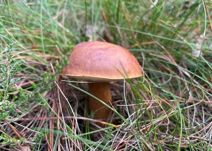 Parlinskie Wody I * Parlino